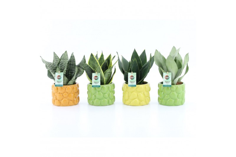 Sansevieria Sansevieria Mix in La Dolce Frutta 3 pp Sansevieria Sansevieria Mix in La Dolce Frutta 3 pp