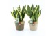 Sansevieria trifasciata futura superba Sansevieria Futura Superba in N 