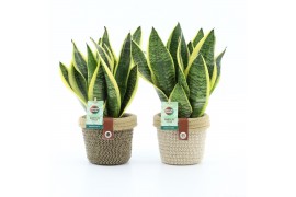 Sansevieria trifasciata futura superba Sansevieria Futura Superba in N
