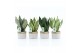 Sansevieria Sansevieria Mix in Sturdy 3 pp 