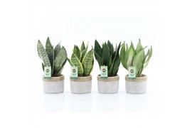 Sansevieria Sansevieria Mix in Sturdy 3 pp