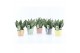 Sansevieria trifasciata black coral Sansevieria Black Coral in Pastel  