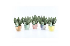 Sansevieria trifasciata black coral Sansevieria Black Coral in Pastel 