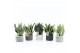 Sansevieria Sansevieria Mix in Classic Stone 3 pp 