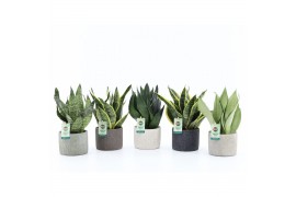 Sansevieria Sansevieria Mix in Classic Stone 3 pp