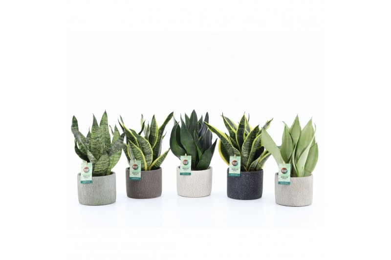 Sansevieria Sansevieria Mix in Classic Stone 3 pp Sansevieria Sansevieria Mix in Classic Stone 3 pp