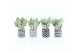 Sansevieria trifasciata moonshine Sansevieria Moonshine in Escher Kera 