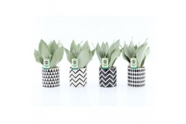 Sansevieria trifasciata moonshine Sansevieria Moonshine in Escher Kera