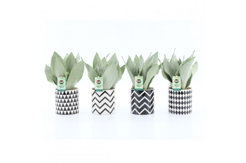 Sansevieria trifasciata moonshine Sansevieria Moonshine in Escher Kera Sansevieria trifasciata moonshine Sansevieria Moonshine in Escher Kera