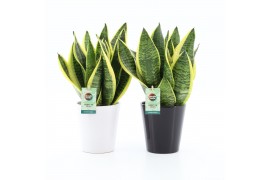 Sansevieria trifasciata futura superba Sansevieria in Zwart & Wit kera
