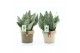 Sansevieria trifasciata black coral Sansevieria Black Coral in Noah De 