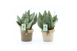 Sansevieria trifasciata black coral Sansevieria Black Coral in Noah De
