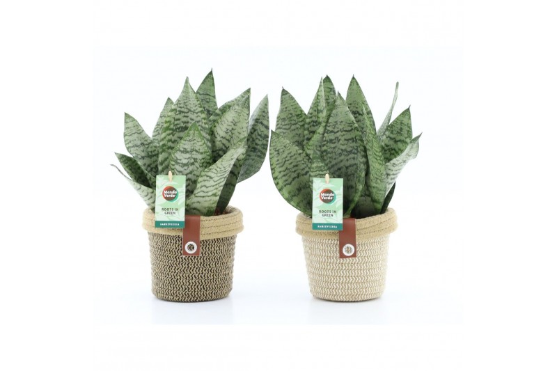 Sansevieria trifasciata black coral Sansevieria Black Coral in Noah De Sansevieria trifasciata black coral Sansevieria Black Coral in Noah De