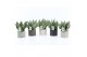 Sansevieria trifasciata black coral Sansevieria Black Coral in Classic 