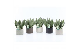 Sansevieria trifasciata black coral Sansevieria Black Coral in Classic