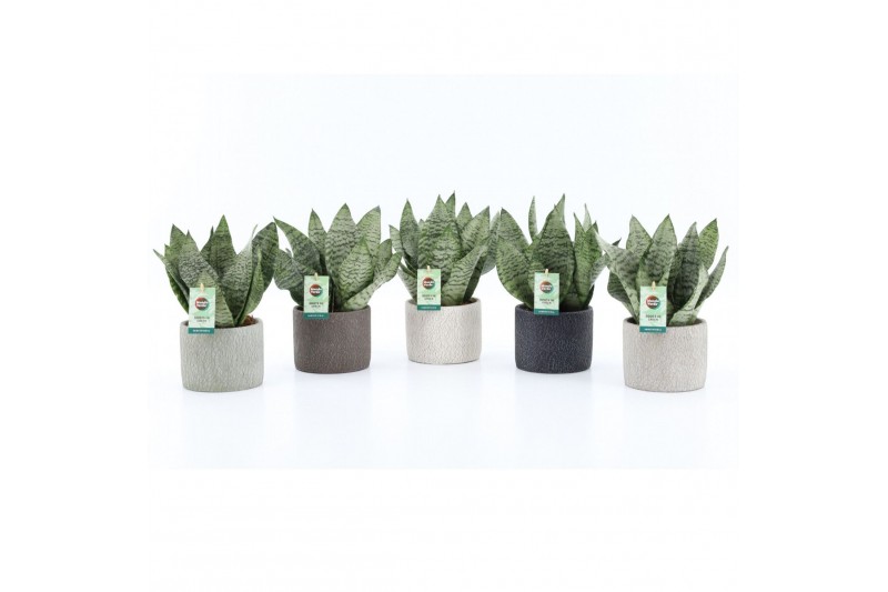 Sansevieria trifasciata black coral Sansevieria Black Coral in Classic Sansevieria trifasciata black coral Sansevieria Black Coral in Classic