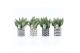 Sansevieria trifasciata black coral Sansevieria Black Coral in Escher  