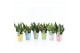 Sansevieria Sansevieria Mix in Pastel keramiek 3 pp 