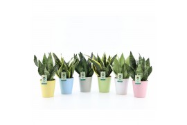 Sansevieria Sansevieria Mix in Pastel keramiek 3 pp
