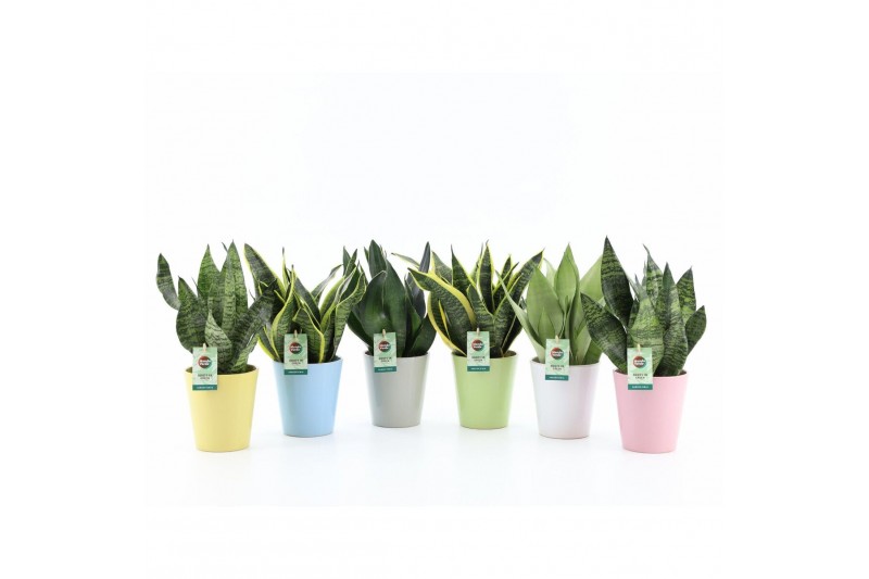 Sansevieria Sansevieria Mix in Pastel keramiek 3 pp Sansevieria Sansevieria Mix in Pastel keramiek 3 pp