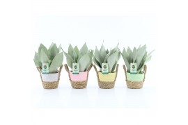 Sansevieria trifasciata moonshine Sansevieria Moonshine in Noah Pastel
