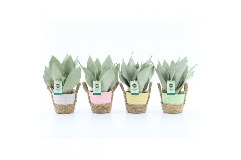 Sansevieria trifasciata moonshine Sansevieria Moonshine in Noah Pastel Sansevieria trifasciata moonshine Sansevieria Moonshine in Noah Pastel