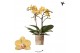 Phalaenopsis anthura lima Kolibri Orchids - 2 tak, 20+ 