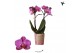 Phalaenopsis perceval multiflora Kolibri Orchids - Moldavië - 2 tak, 1 