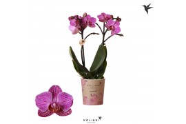 Phalaenopsis perceval multiflora Kolibri Orchids - Moldavië - 2 tak, 1
