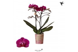 Phalaenopsis multiflora anthura morelia Kolibri Orchids, 2 tak 20+