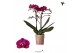 Phalaenopsis multiflora anthura morelia Kolibri Orchids, 2 tak 20+ 