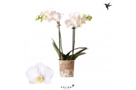 Phalaenopsis multiflora wit Kolibri Orchids - Sweden - 2 tak, 16+