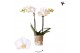 Phalaenopsis multiflora wit Kolibri Orchids - Sweden - 2 tak, 16+ 