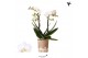 Phalaenopsis anthura zurich Kolibri Orchids Blossom - 2 tak, 20+ 