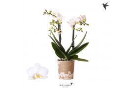 Phalaenopsis anthura zurich Kolibri Orchids Blossom - 2 tak, 20+