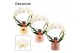 Phalaenopsis wit Phalaenopsis boog wit in Lovely (Luxury World-collect 