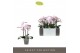 Phalaenopsis multiflora roze Exclusivo - Yei - 3 tak 