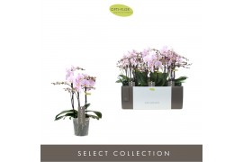 Phalaenopsis multiflora roze Exclusivo - Yei - 3 tak
