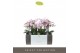 Phalaenopsis multiflora roze Exclusivo - Yei - 3 tak 