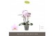Phalaenopsis multiflora roze Exclusivo - Yei - 3 tak 