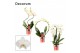 Phalaenopsis anthura madrid Phalaenopsis vormen mix 2 tak wit (Decorum 
