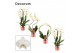 Phalaenopsis anthura madrid Phalaenopsis vormen mix 2 tak wit (Decorum 