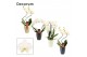 Phalaenopsis anthura madrid Phalaenopsis vormen mix 2 tak wit in Carly 