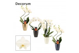 Phalaenopsis anthura madrid Phalaenopsis vormen mix 2 tak wit in Carly