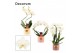 Phalaenopsis anthura madrid Phalaenopsis vormen mix 2 tak wit in Lovel 