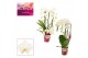 Phalaenopsis wit Phalaenopsis vormen mix 3 tak wit 18 bl. 3 tak/plnt 