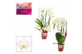 Phalaenopsis wit Phalaenopsis vormen mix 3 tak wit 18 bl. 3 tak/plnt