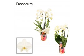 Phalaenopsis wit Phalaenopsis vormen mix 3 tak wit (Decorum) 18 bl. 3 