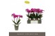 Phalaenopsis multiflora paars Optimost - Roma - 3 tak 