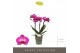 Phalaenopsis multiflora paars Optimost - Roma - 3 tak 